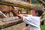 Innerpeintnerhof Kind bei den Pferden